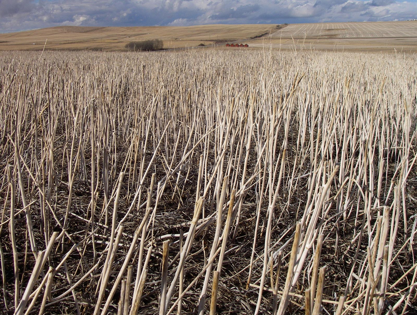 Unveiling the Power of Disease Suppressive Soils