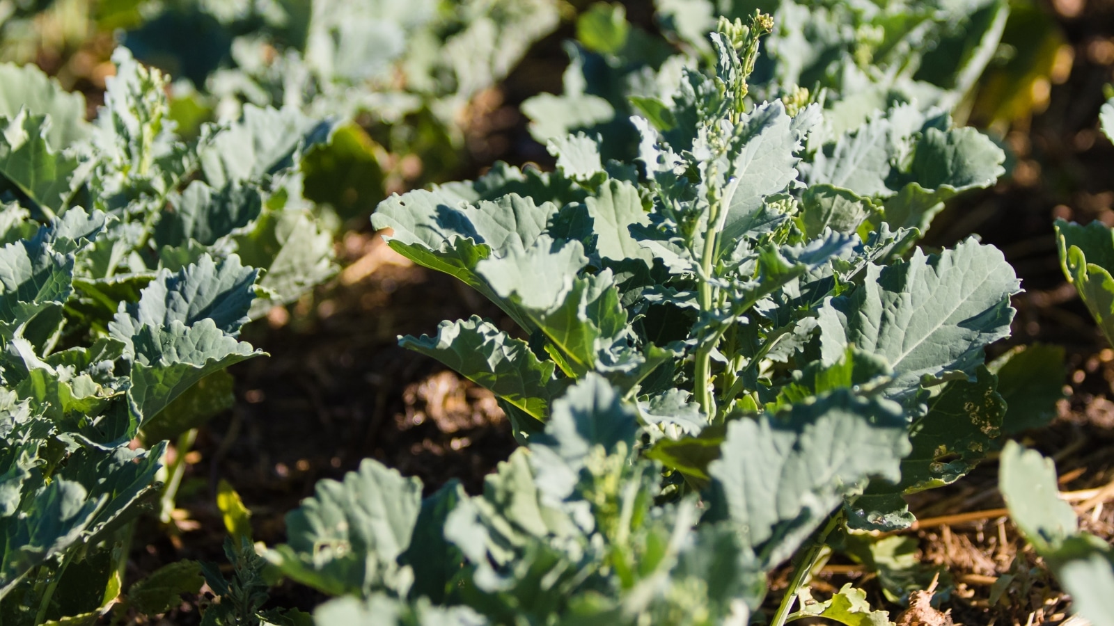 img blog Soil Health News Soil Microbes and Drought Research