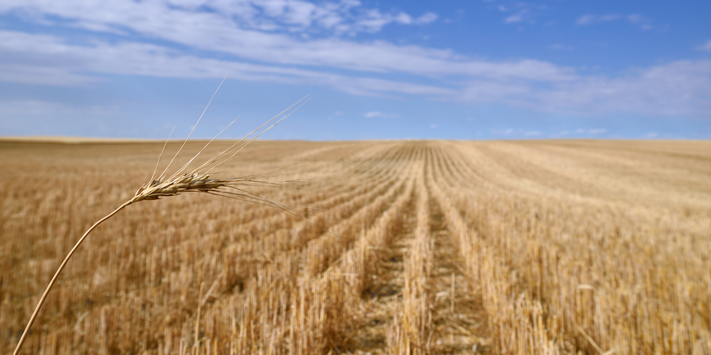 Harvested Grain Field